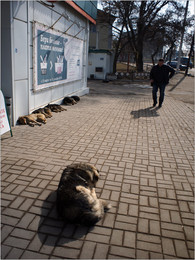 Мартовский не кот / ***