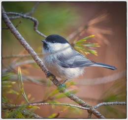 Пухляк / Буроголовая гаичка (Poecile montanus)