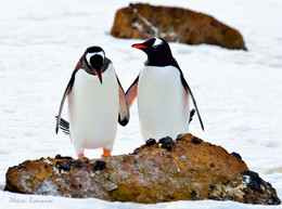 Давай дружить / Брачный период пингвинов