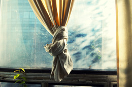 Растение с занавеской у окна в Научном Центре весной 2009 / Растение с занавеской у окна в Научном Центре весной 2009