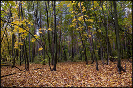 В осеннем лесу / Лес