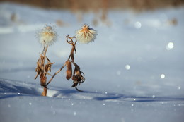 танцующий зимний сад / Иркутская область Казачинско-Ленский район Мартовские зарисовки зимних цветов.