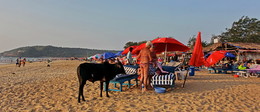 Не впервой / Не впервой на пляже в Баге бычки и коровы ловко забирали Овощи и Фрукты у Туристов:)