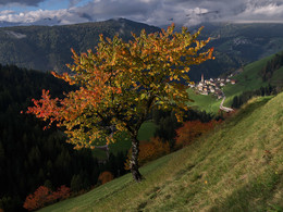 Дерево осеннее у Pieve di Marebbe утром осенью 2014 / Дерево осеннее у Pieve di Marebbe утром осенью 2014