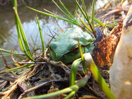 Зеленая лягушка / Зеленая лягушка