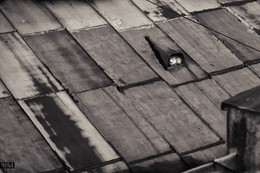 &nbsp; / про одинокую кошку на крыше