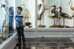Зоологический музей / В зоологическом музее БГУ для ребенка столько всего интересного. Сейчас в отделе птиц.