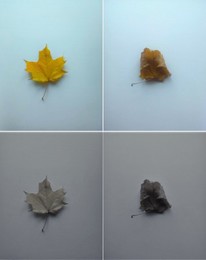 autumn leaf / ---