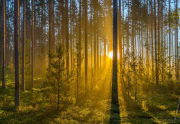 Туманный рассвет в сосновом бору. / Ленинградская область. Летний рассвет. Заказник &quot;Шалово-Перечицкий&quot;.