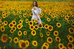 Field of sunflowers / ***
