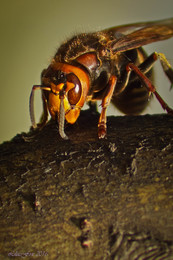 Шершень / закусывает муравьем