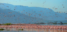 Розовое на голубом / Кения, озеро Богория - щелочно-соленое озеро на котором обитает огромное количество фламинго, в разное время на озере находится от 500 000 до 2 миллионов особей