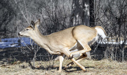 White Tailed Deer (female) / Моя первая Весенняя вылазка поснимать птиц не задалась вовсе,на присаду кроме синичек да поползней никто не садился, хотя фотогеничных птиц вкруг было достаточно. Олень конечно не настолько экзотичное животное, но в этот раз приблизилась ко мне настолько , что в самый раз снимай портрет и даже убрав зум до 200мм олениха едва умещалась в кадре. Кстати пару недель назд в Никарагуа у меня был почти индентичный случай....Dj vu какое то)))