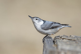 White-breasted Nuthatch / Каролинский поползень
По всему миру насчитывается не менее 20 видов, хотя их число обычно достигает 25 видов. Причина несоответствия заключается в том, что не все ученые согласны с тем, должны ли определенные разновидности поползней быть сгруппированы вместе или разделены. Фактически, исследование говорит, что белогрудых поползней может быть четыре различных вида