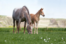 &nbsp; / Wenn im Frühling die Fohlen zur Welt kommen, gibt es nichts schöneres für mich, sie mit ihren Müttern zu beobachten!
© SiMa-Photos|Fotografie 
www.sima-photos.de