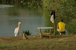 В ожидании улова / Розовый пеликан Кузя и рыжий кот Вася ждут, пока рыбак поймает рыбку.