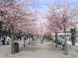 Весна идет — весне дорогу! / Королевский сад, Стокгольм, конец апреля
