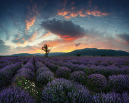 Лавандовые поля Болгарии / http://europhototour.com/our-destinations/lavender-fields/