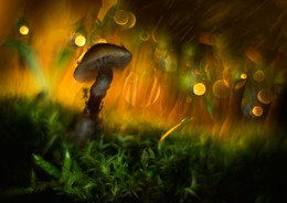 Цветные сны / Свет,цвет,мох,гриб ....PENTAX-K3,TAMRON 90mm,F2.8 ,1:1macro
