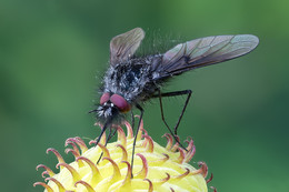 &nbsp; / Bombyliidae (Жужжалы)