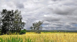 летний пейзаж / утро, за деревней, рожь