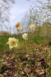 Весна на берегу. / Одни из первых весенних цветов : Сон-трава,Прострел,подснежник. Берег Обского водохранилища. Снимок сделан во время пресс-тура журналистов Новосибирска в рыбоводческое хозяйство.