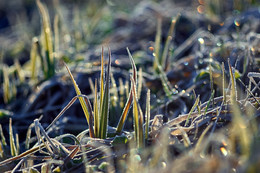 Spring grass / ***