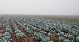 Перспективная пятница / капустные грядки в тумане