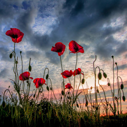  / Poppy