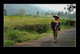 Дорога домой / Работник чайных плантаций, Индонезия.