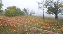осенняя пастораль / октябрь, туманное утро, падают листья, деревня