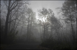 Утром в лесу / Туман