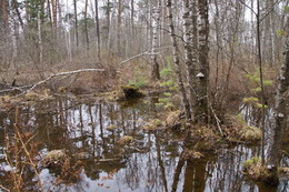 *В ВЕСЕННЕМ ЛЕСУ.5** / ТОМСКАЯ ОБЛАСТЬ.