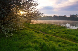 Утром на озере Пелавское / Калининградская область, озеро Пелавское