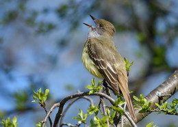 Great Crested Flycatcher / Большая хохлатая мухоловка