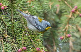 Northern Parula / Белоглазая парула (лат. Parula americana) — маленькая певчая птица семейства древесницевых.
Области гнездования находятся на востоке Северной Америки, от юга Канады до Флориды. Зимой вид мигрирует на юг Флориды, в Центральную Америку и на Карибские острова.