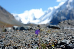 И на камнях растут цветы... / Фиалка. Горный Алтай. Северо-Чуйский хребет. Высота примерно 2500 м.