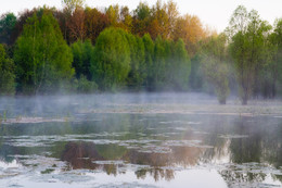 Утренний пейзаж / Калининградская обл. Озеро в лесу