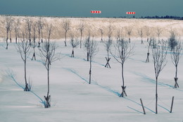 Деревья у выезда на М10 в Зеленограде зимой 2014 / Деревья у выезда на М10 в Зеленограде зимой 2014