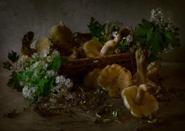 Первые майские грибочки / Майская рядовка - съедобный гриб, уже появилась, на радость грибникам :)