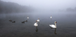 Мохнатый туман / Птицы в тумане
