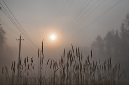 Мохнатый туман / Цвелодубово, Ленинградская область
