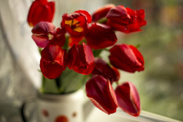 Время красных тюльпанов. / тюльпаны, май, натюрморт, окно