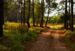 Лесная дорога / Подмосковный лес ,Егорьевское направление .