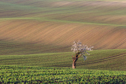 Моравская безмятежность / Поля Южной Моравии славятся своими плавными линиями, необычным цветом и узорами. Следующая фотопоездка в эти края – в ноябре, присоединяйтесь! http://ilyshev.photo