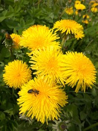 Весенние заботы / На золотых лугах пасутся пчёлы...