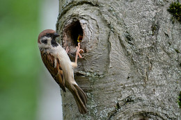 В домашнем интерьере / Воробей