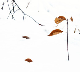 Последний лист / Снег и листья на снегу