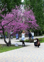 цветение иудова дерева / городской парк