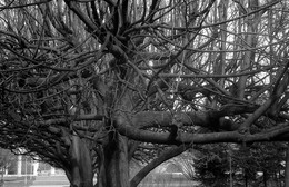 Дерево / Черно-белое фото ветвистого дерева